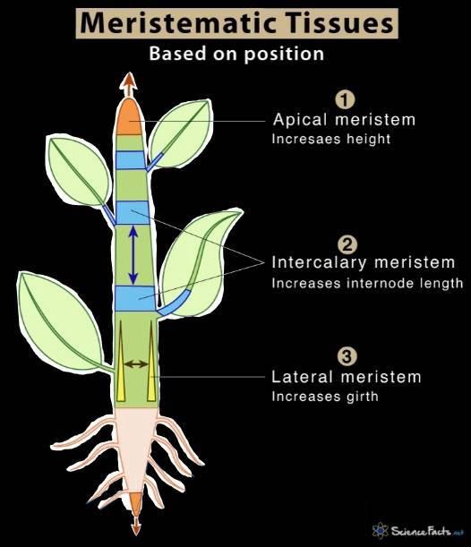 plantanatomy2