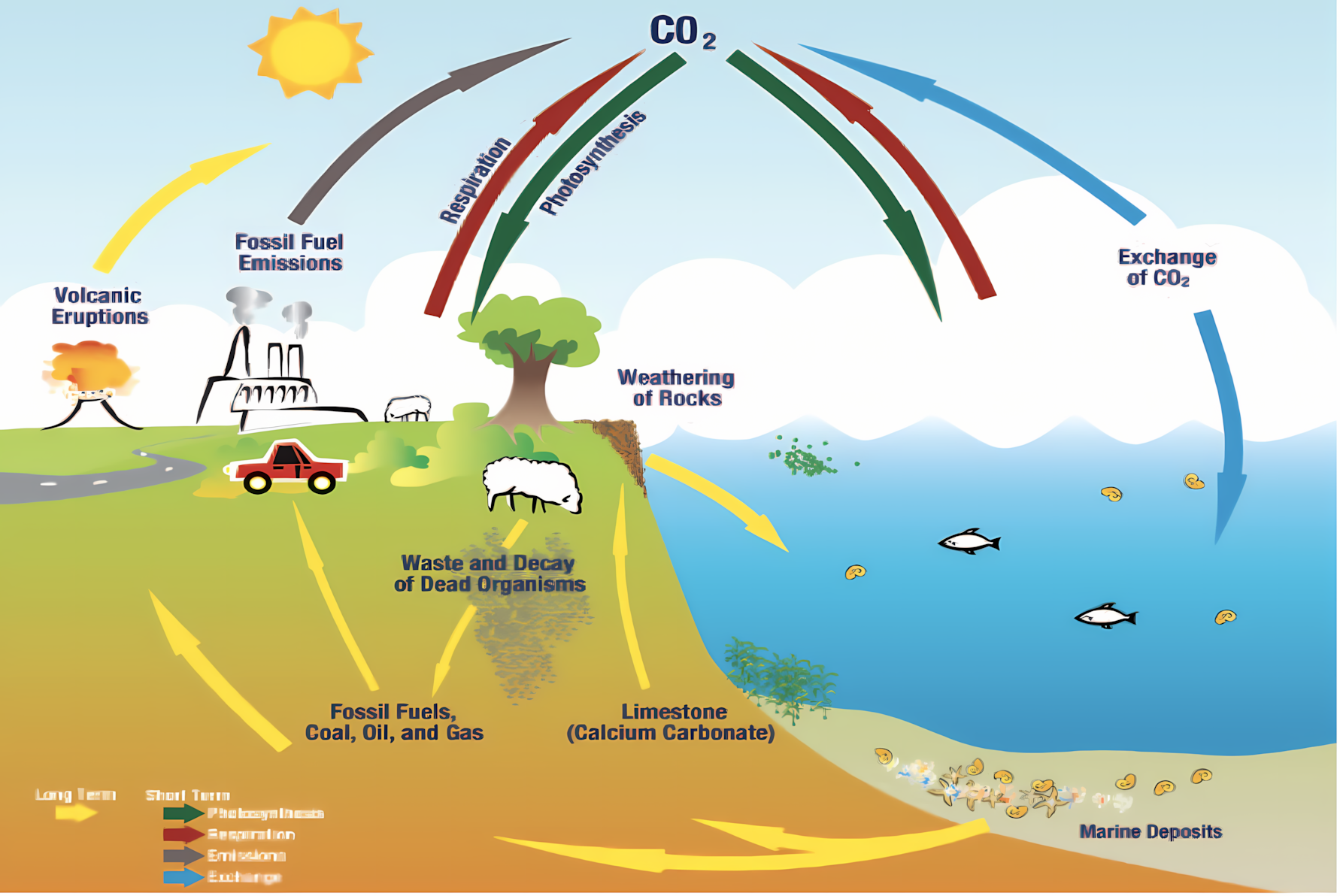 Carbon Cycle Diagram