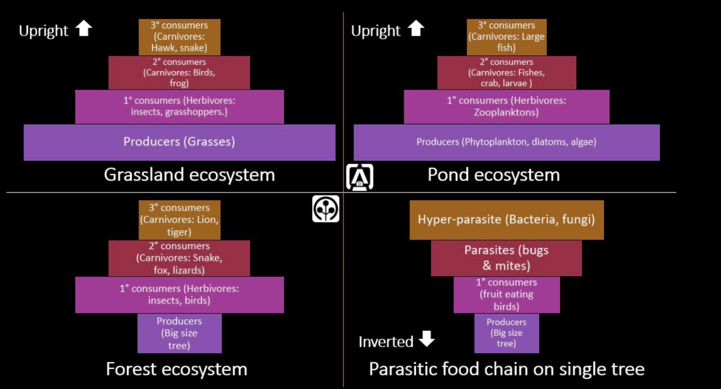 Ecological Pyramid Diagram