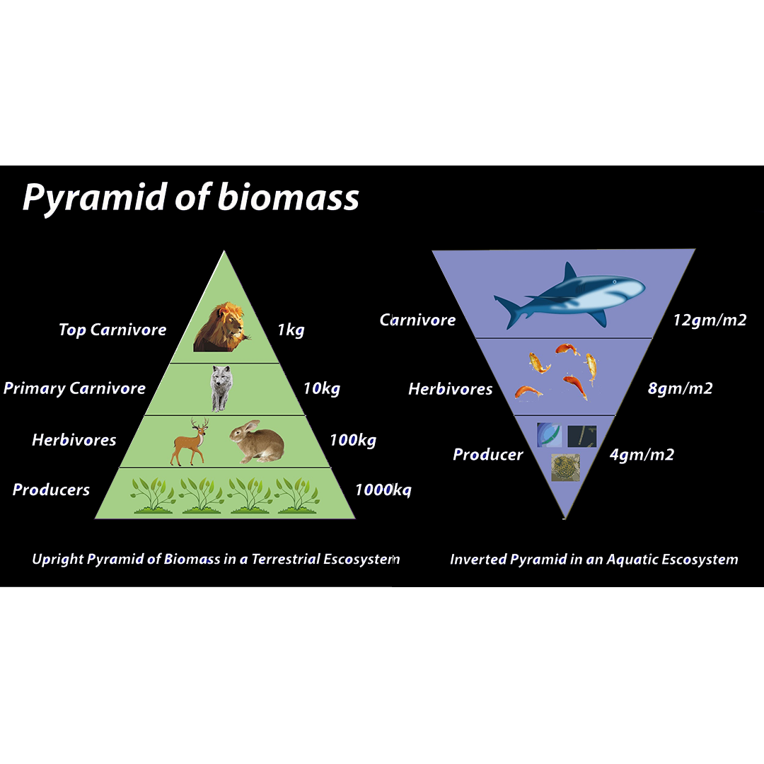 Ecological Pyramid Diagram