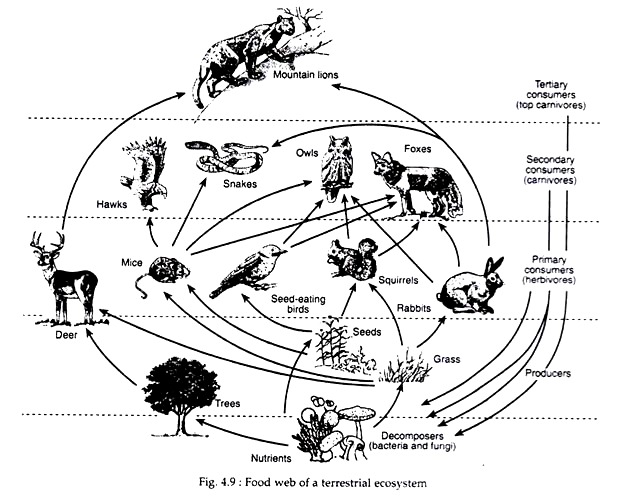 Example of a Food Web