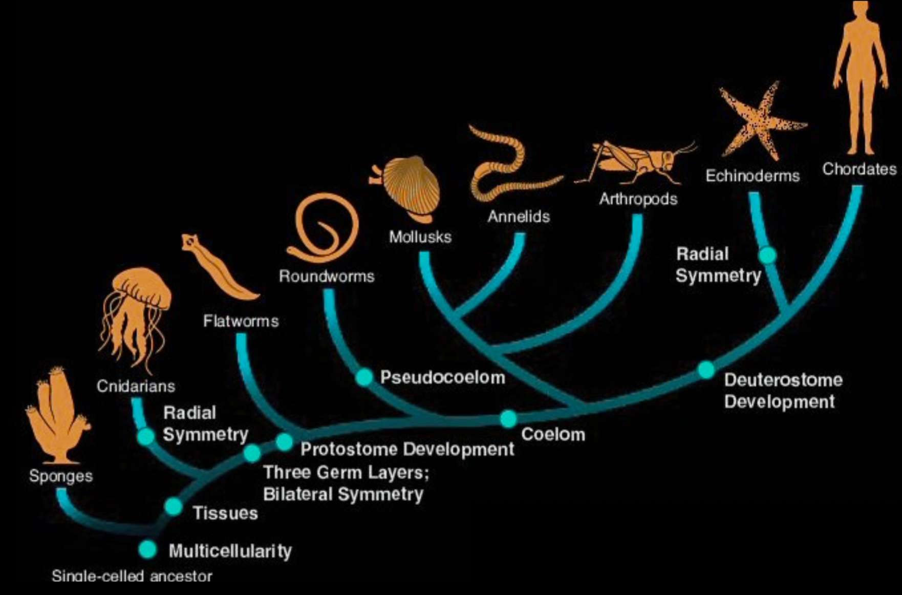 Animal Cladogram