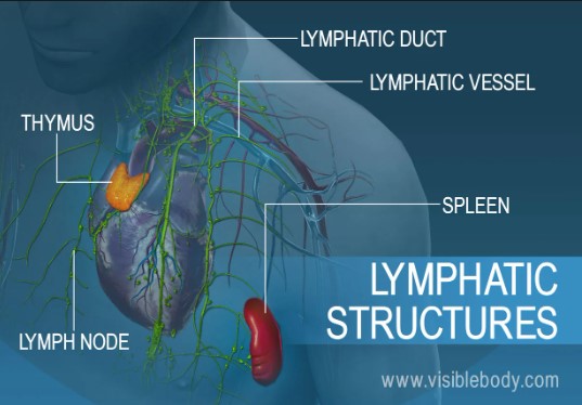 Lymphatic System Components