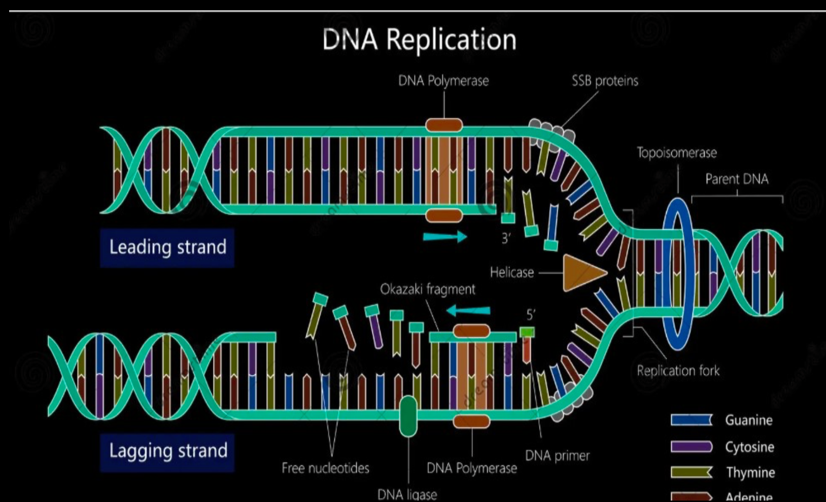 DNA Replication Process